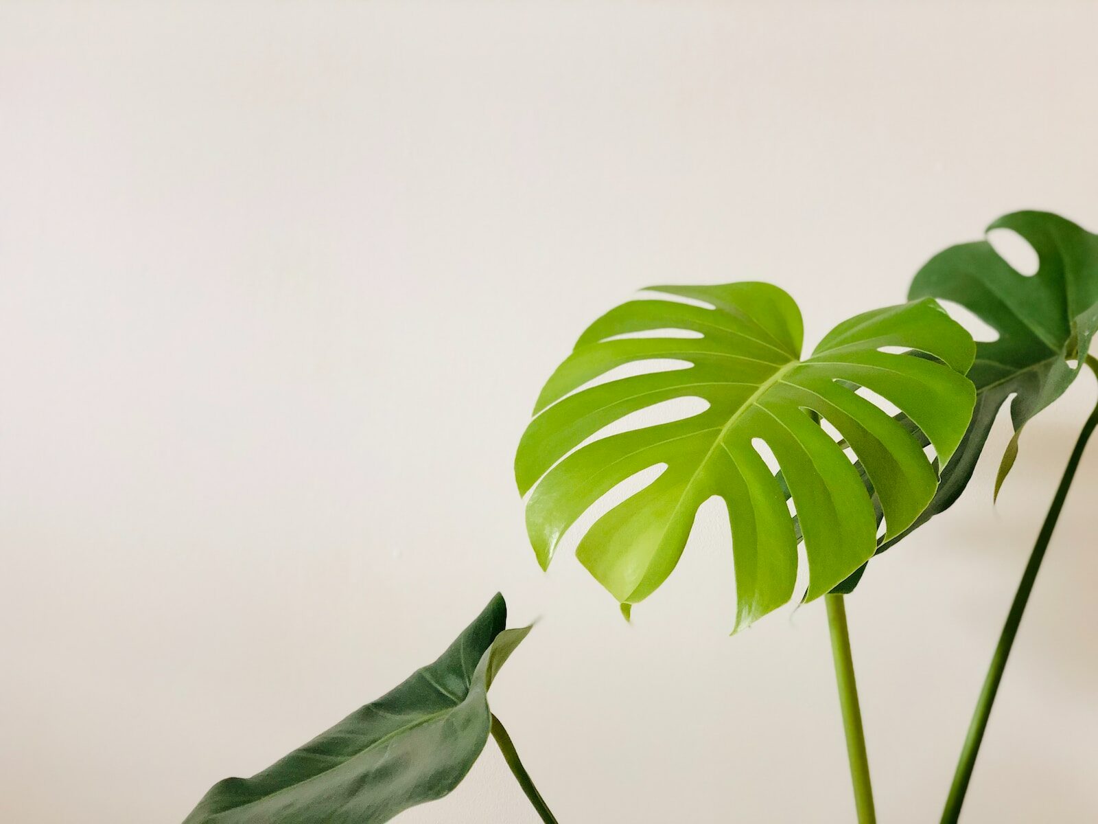 green leaves in white background