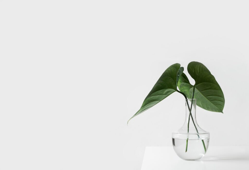 green leafed plant on clear glass vase filled with water