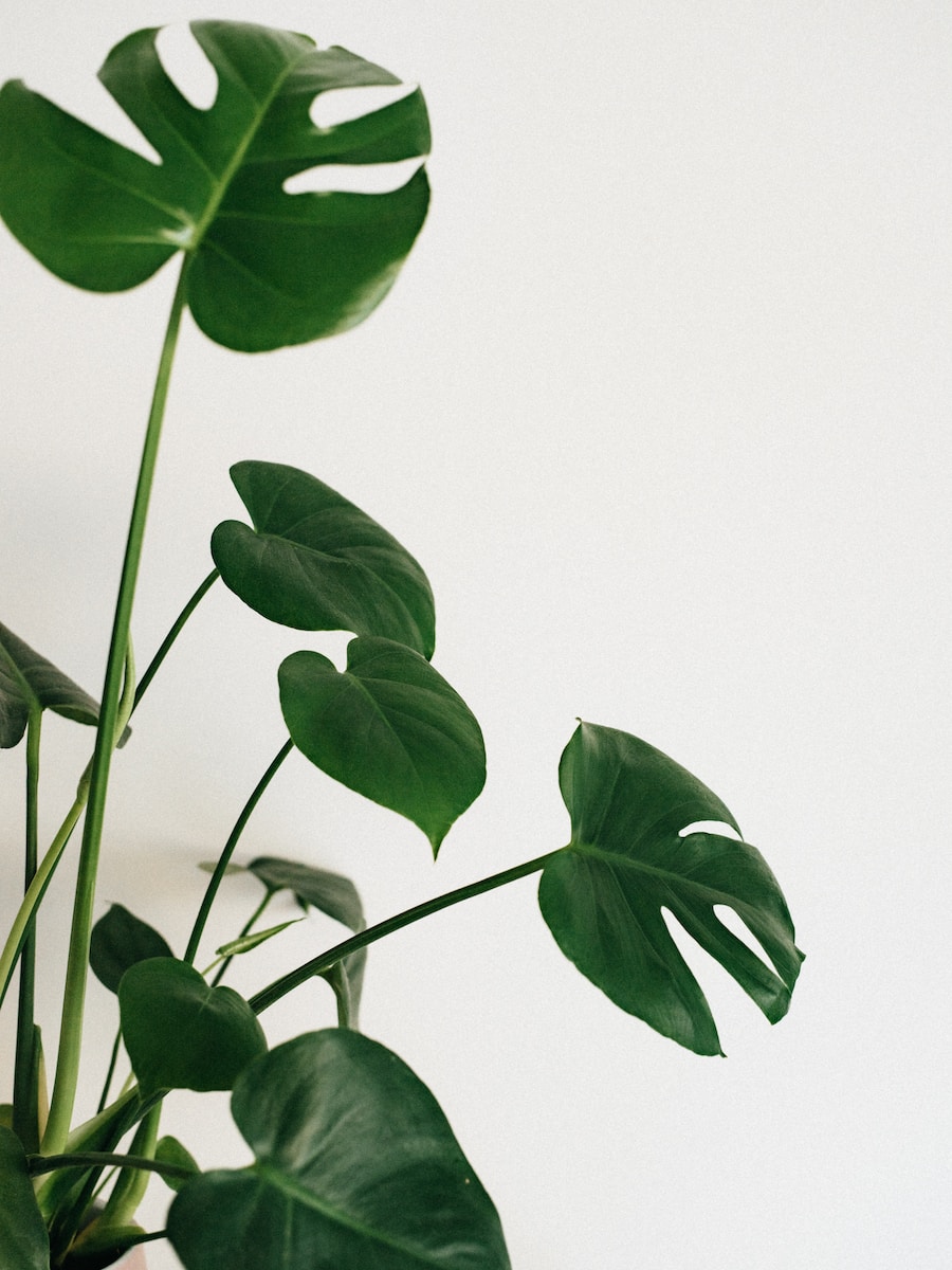 green leaves on white background